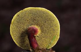 Attēlu rezultāti vaicājumam “Xerocomus pruinatus”