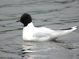 Attēlu rezultāti vaicājumam “Larus minutus”