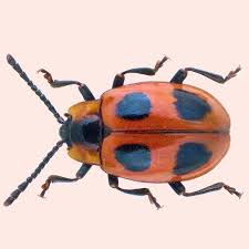 Attēlu rezultāti vaicājumam “Endomychus coccineus”