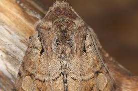 Attēlu rezultāti vaicājumam “Apamea sordens”