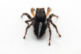 Attēlu rezultāti vaicājumam “Aelurillus v-insignitus”