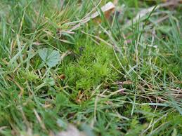 Attēlu rezultāti vaicājumam “Dicranum bonjeanii”