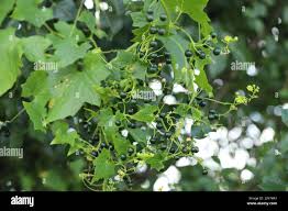 Attēlu rezultāti vaicājumam “Bryonia alba fruit”