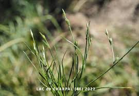 Attēlu rezultāti vaicājumam “Juncus bufonius fruit”