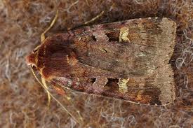 Attēlu rezultāti vaicājumam “Diarsia brunnea”