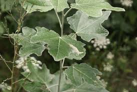 Attēlu rezultāti vaicājumam “Populus x berolinensis leaf”