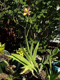 Image result for Pardancanda norrisii