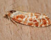 Attēlu rezultāti vaicājumam “Rhyacionia pinicolana”