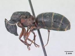 Attēlu rezultāti vaicājumam “Camponotus herculeanus”