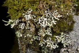 Attēlu rezultāti vaicājumam “Hypogymnia vittata”