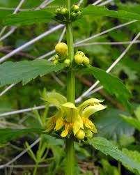 Attēlu rezultāti vaicājumam “Lamiastrum galeobdolon”