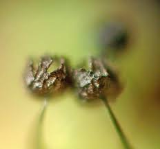 Attēlu rezultāti vaicājumam “Barbeyella minutissima”