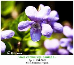 Attēlu rezultāti vaicājumam “Viola canina flower”
