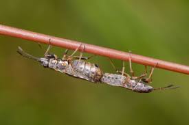 Attēlu rezultāti vaicājumam “Nithecus jacobaeae”