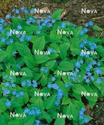 Image result for Omphalodes verna