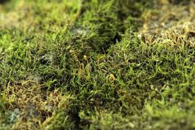 Attēlu rezultāti vaicājumam “Serpoleskea confervoides”