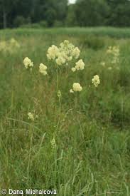 Attēlu rezultāti vaicājumam “Thalictrum lucidum flower”