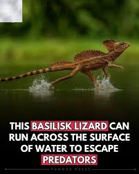 Image result for Basildon I.S.H.C.