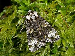 Attēlu rezultāti vaicājumam “Craniophora ligustri larva”