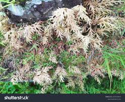 Attēlu rezultāti vaicājumam “Hylocomium splendens sporophyte”