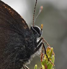 Attēlu rezultāti vaicājumam “Satyrium ilicis underside”