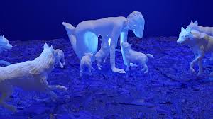 Attēlu rezultāti vaicājumam “Badhamia juliae”