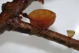 Attēlu rezultāti vaicājumam “Exidia repanda”