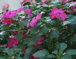 Image result for Impatiens walleriana