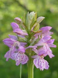 Attēlu rezultāti vaicājumam “Dactylorhiza majalis subsp. baltica leaf”