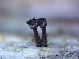 Attēlu rezultāti vaicājumam “Calicium viride”