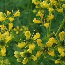 Image result for Ruta graveolens