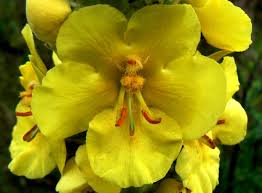 Attēlu rezultāti vaicājumam “Verbascum densiflorum”