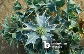 Attēlu rezultāti vaicājumam “Eryngium maritimum”