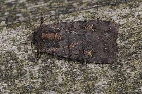 Attēlu rezultāti vaicājumam “Euxoa nigricans”