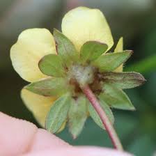 Attēlu rezultāti vaicājumam “Potentilla reptans bud”