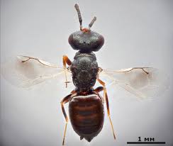 Attēlu rezultāti vaicājumam “Bolitophagus reticulatus imago”