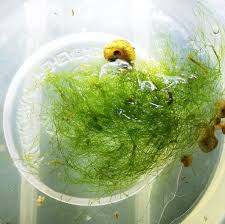 Attēlu rezultāti vaicājumam “Chaetophora pisiformis”