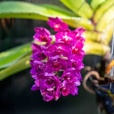 Attēlu rezultāti vaicājumam “Didymium aggregatum”