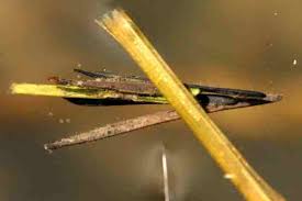 Attēlu rezultāti vaicājumam “Chaetopteryx villosa”