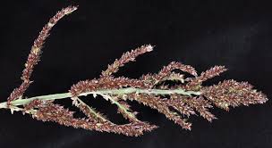 Attēlu rezultāti vaicājumam “Echinochloa crus-galli fruit”