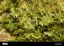 Attēlu rezultāti vaicājumam “Neckera complanata”