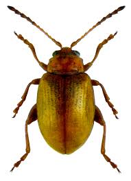 Attēlu rezultāti vaicājumam “Alticinae”