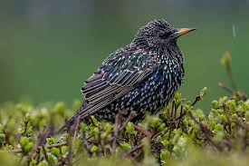 Attēlu rezultāti vaicājumam “Sturnus vulgaris”