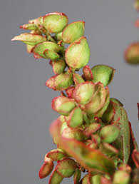 Attēlu rezultāti vaicājumam “Atriplex calotheca flower”