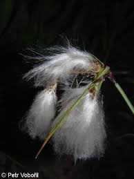 Attēlu rezultāti vaicājumam “Eriophorum angustifolium fruit”