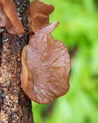 Attēlu rezultāti vaicājumam “Exidia recisa”