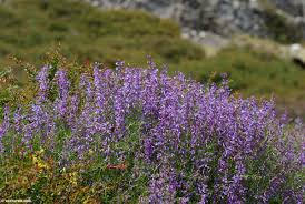 Attēlu rezultāti vaicājumam “Vicia tenuifolia flower”