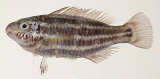 Image result for Chlorurus sordidus