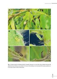 Attēlu rezultāti vaicājumam “Dicyphus nymph”