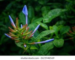 Attēlu rezultāti vaicājumam “Plumbaginaceae”